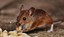24 Hour & Emergency Exterminators in Queets, WA